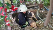 Fethiye kuyuya düşen köpek kurtarıldı