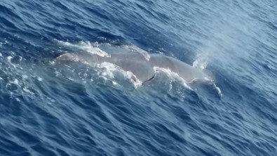Balinalar Fethiye'den vazgeçemiyor